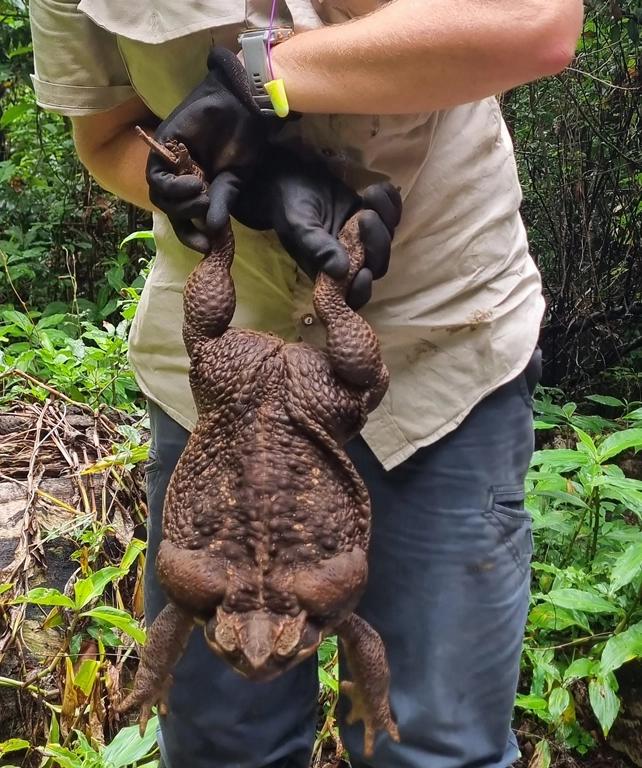 Жабзилла, или 3 кг ядовитой биомассы: посмотрите на тростниковую жабу, которую нашли в Австралии
