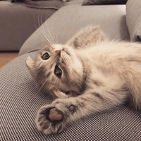 Аватарка Laska