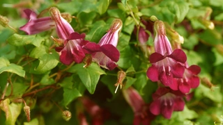 Лучшие вьющиеся растения для сада и огорода