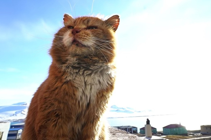 9 самых знаменитых котиков России