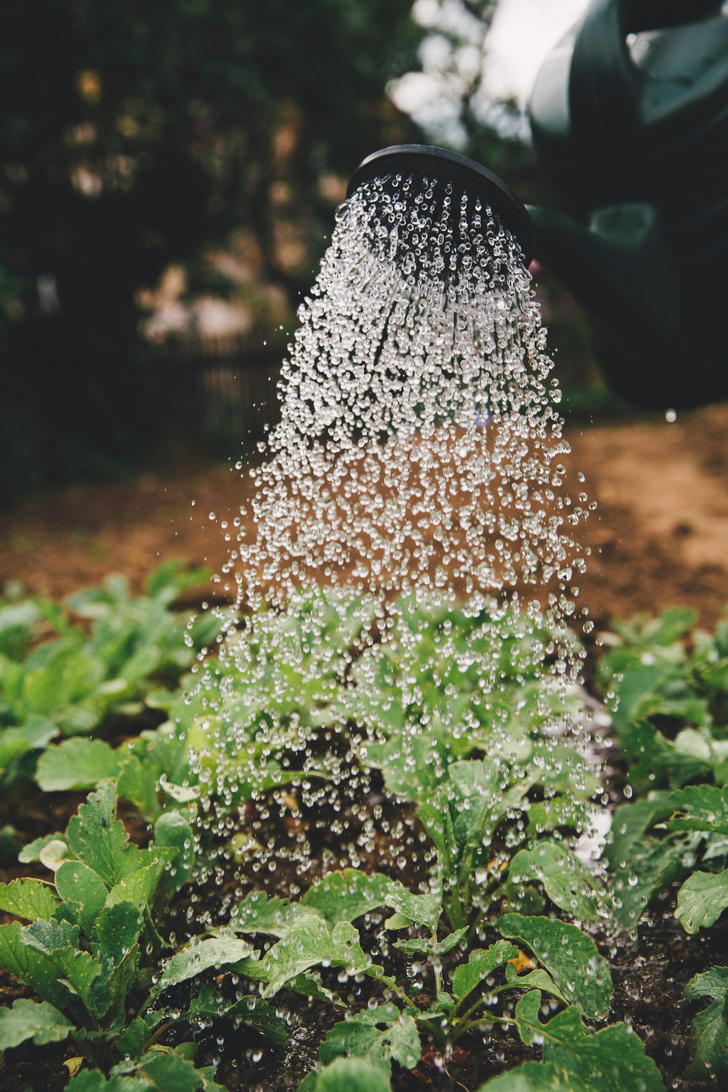 Как спасти сад от жары и засухи: пять советов