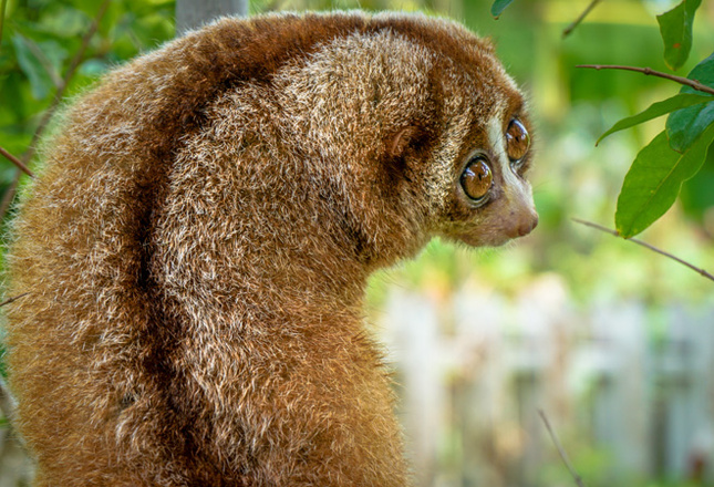 Самые милые животные фото