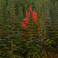Аватарка red fir