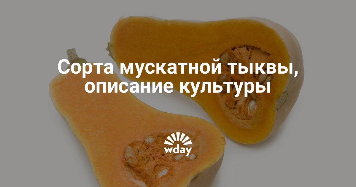 Тыква мускатная гитара описание сорта фото