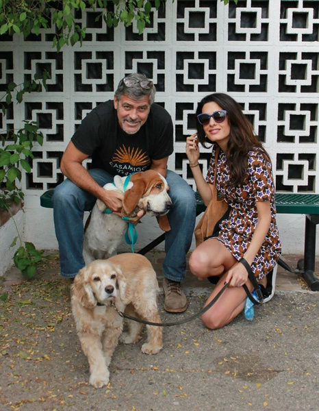 Джордж Клуни взял собаку из приюта