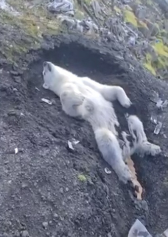 «Шанс один из тысячи»: в Москве попытаются спасти подстреленную медведицу из Диксона