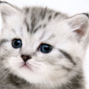 userpic__Kotenok1
