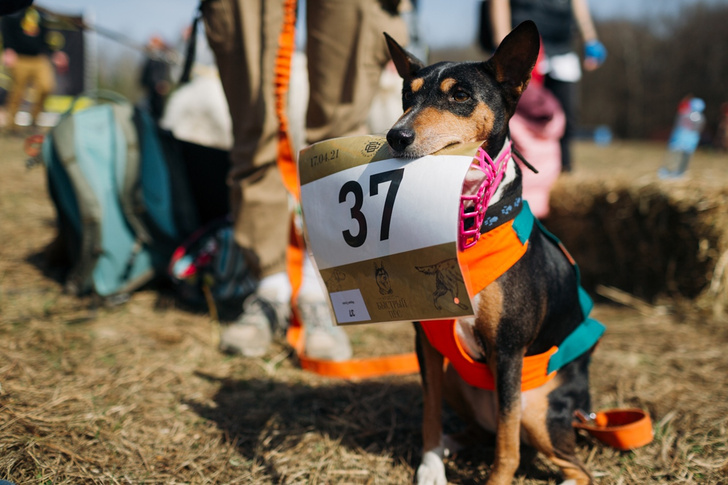 Для собак и для людей: в эти выходные в Москве пройдут кроссы «Быстрый пес» и «Лисья гора»