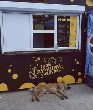 23 картинки недели и день открытых собак
