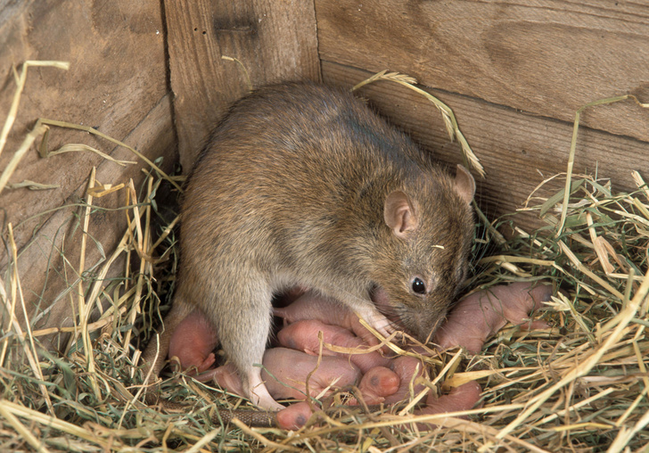 Пасюк вездесущий: как крысам удалось завоевать мир