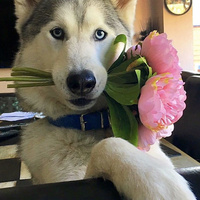 Аватарка Душа🌺