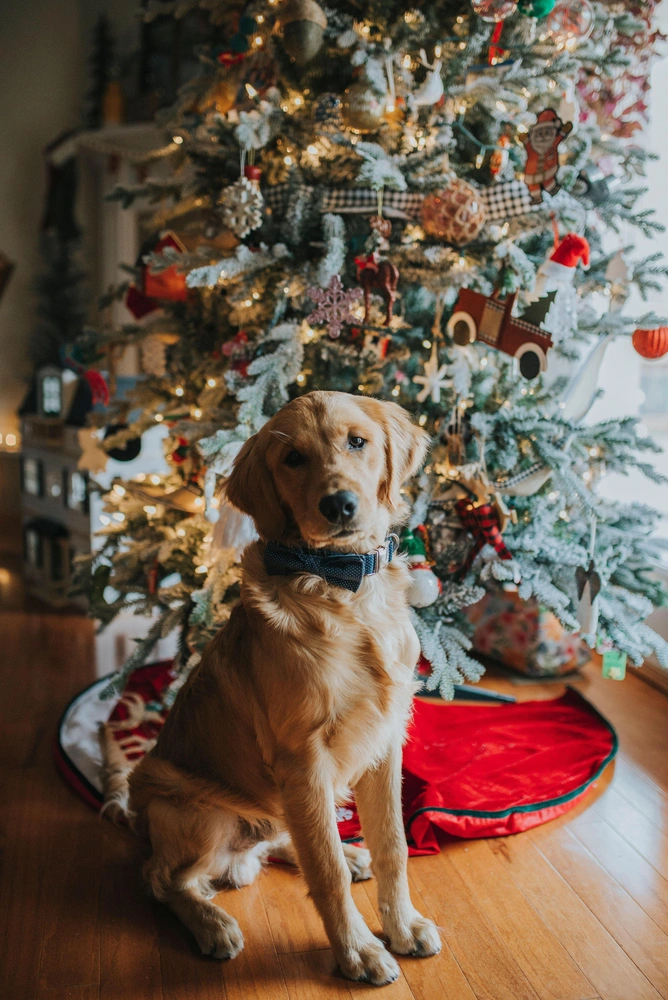 Вопросы читателей: куда сдать елку после Нового года? | Источник: Legion Media