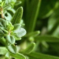 Аватарка helen37