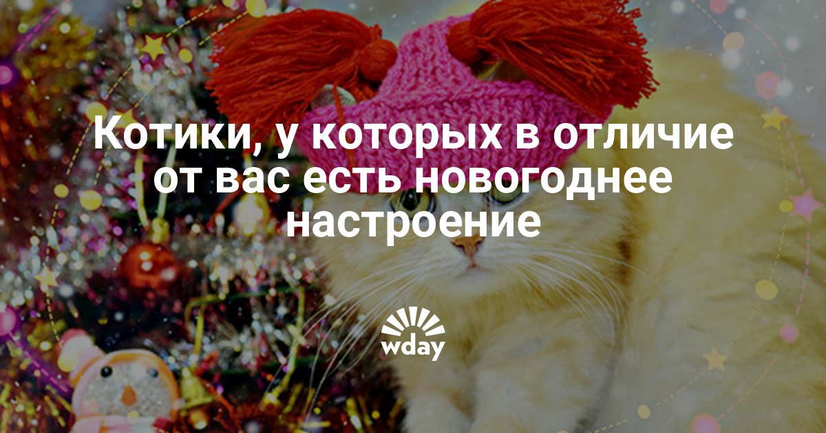 Котики Встречают Новый Год