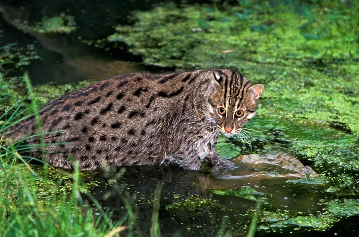 Кошки, которые выглядят милыми, а на самом деле опасные и кровожадные