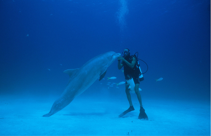 Люди океана: как дельфины научились жить в свое удовольствие