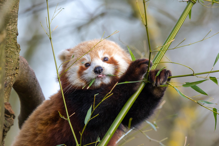 детеныши самых редких на планете животных, панда, фото