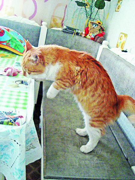 Рыжие коты в Международный день котов 1 марта