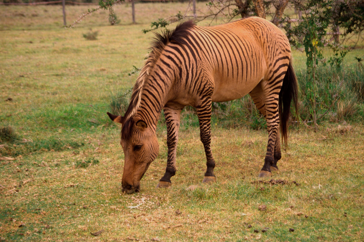 Смесь бульдога с носорогом: необычные гибриды в царстве животных