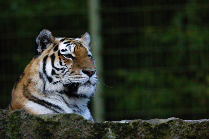Не все тигры свирепы: как большие кошки прошли личностный тест и зачем это было нужно