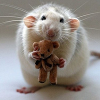 Аватарка Kukusik