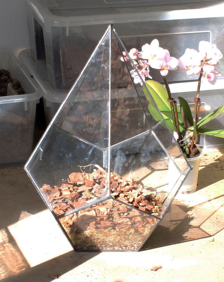 Весенний флорариум с орхидеей: советы по изготовлению и уходу