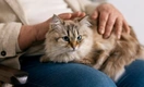 Ученые США создали препарат для контрацепции кошек, который может заменить стерилизацию
