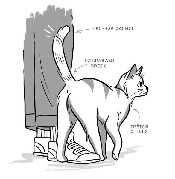 Как понять кошку: 6 безошибочных сигналов ее хвоста