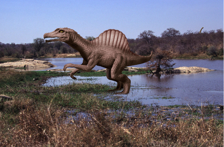 Не различали запахи и плохо слышали: как 125 млн лет назад жилось спинозаврам, которые сменили сушу на воду