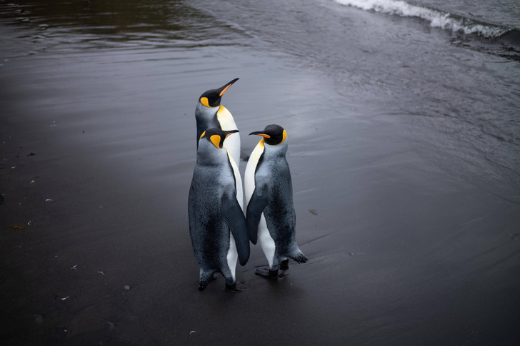 Пингвины участвуют во встрече представителей высшего общества