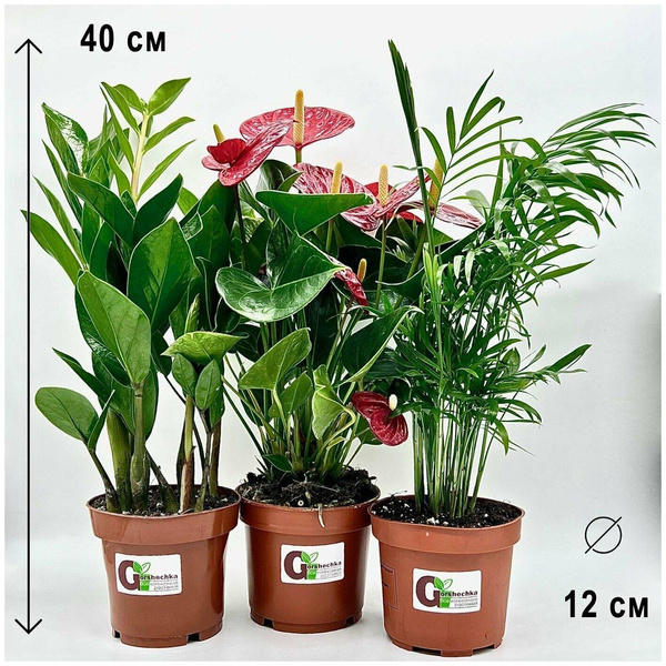 Набор из трех растений: Замиокулькас, Антуриум красный, Хамедорея