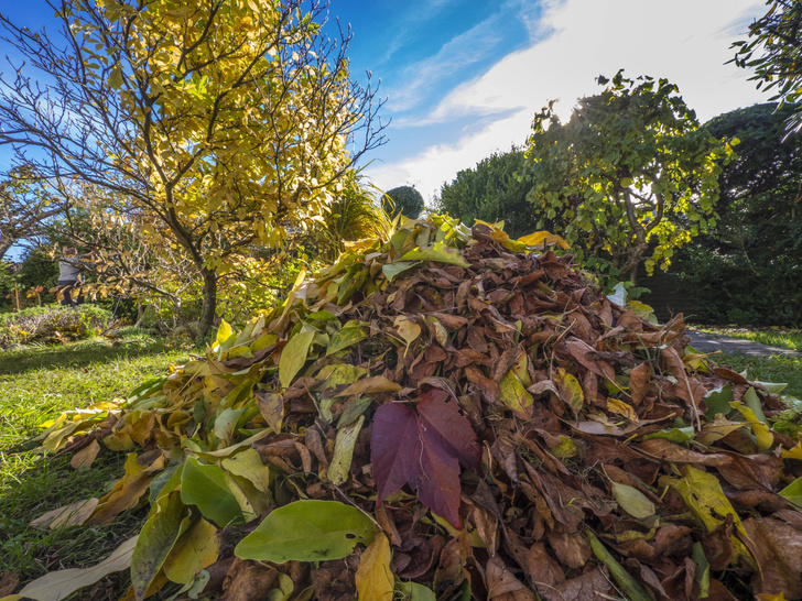 Вопросы читателей: что делать с опавшими листьями в саду