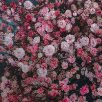 Аватарка Милая