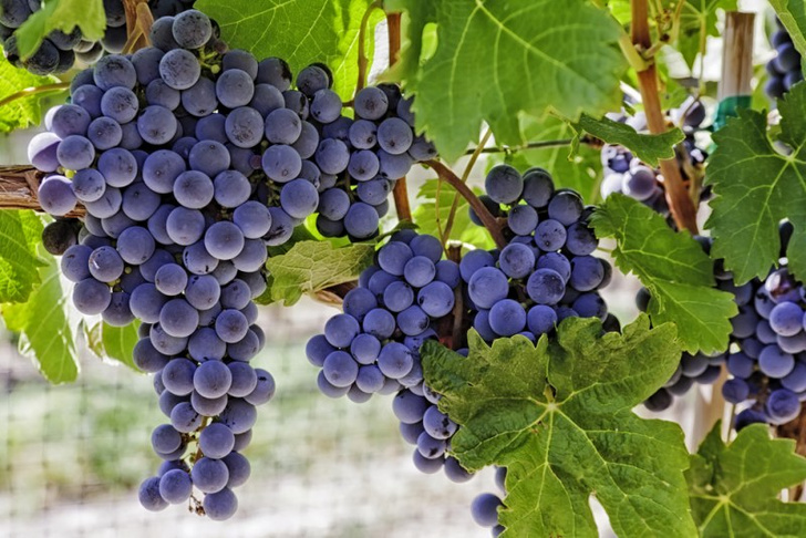 Виноград: целебные (лечебные) свойства. Видео
