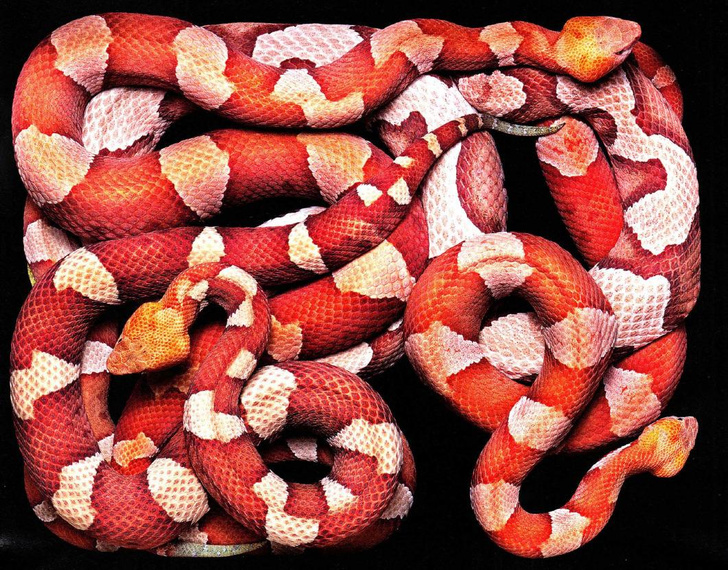 Расцветки змей (32 фото)