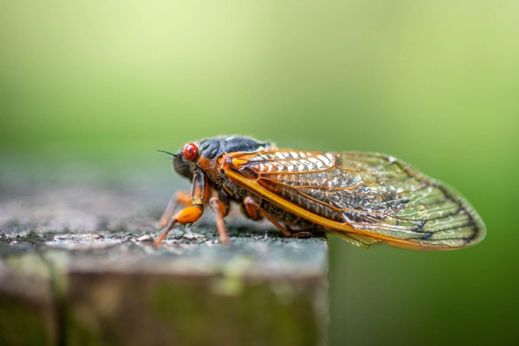 Какое насекомое живет дольше всех? | Источник: Edwin Remsberg / Alamy via Legion Media