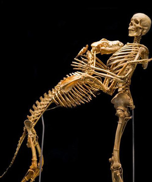 12 фактов о скелете