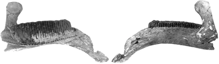Нижняя челюсть голотипа, Amurosaurus riabininini | Источник: Pascal Godefroit, Yuri L. Bolotsky, and Jimmy Van Itterbeeck (CC BY 2.0) / Wikimedia Commons