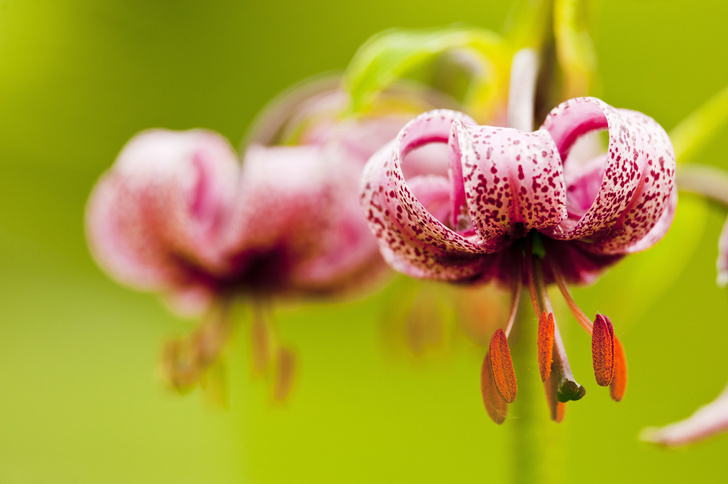 Лилии саранки сорта с фото и названиями
