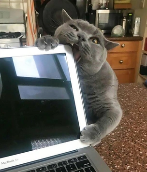 Коты, помогающие хозяевам работать на компьютере (много фото)