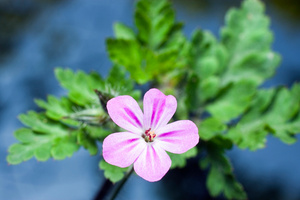 лисья герань