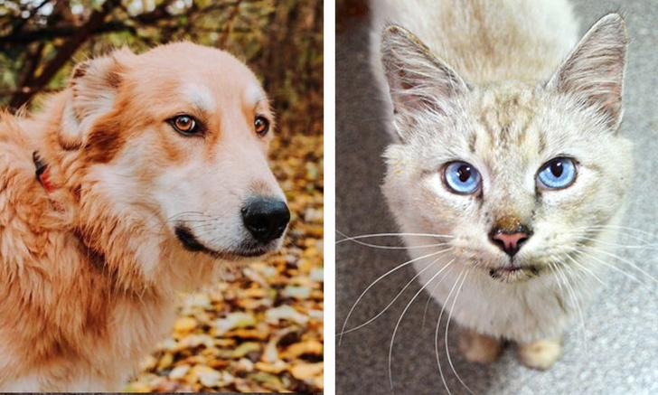 Котопёс недели: кот Пломбир и пёс Имбирь