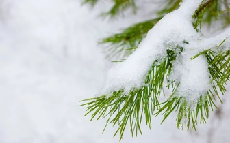 Почему елки и сосны зимой не сбрасывают хвою? Отвечает биолог