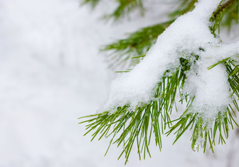 Почему елки и сосны зимой не сбрасывают хвою? Отвечает биолог