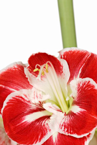 Весенние цветы: не только тюльпаны