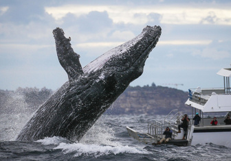 Горбатые киты вернулись к побережью Австралии