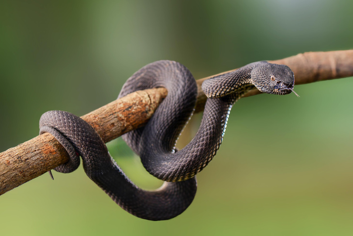 К чему снится укус змеи: толкования по различным сонникам