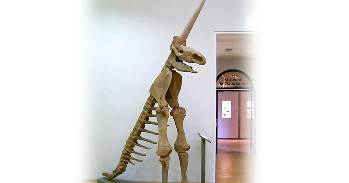 Скелет единорога. Магдебургский Единорог. Музей единорогов.