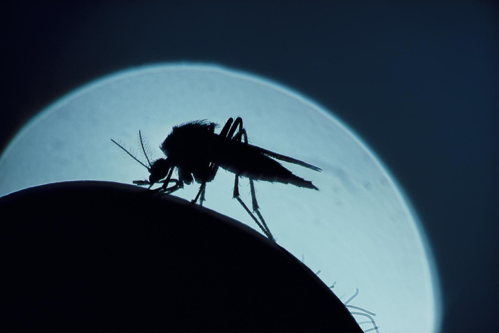 Почему вас все время кусают комары — объясняют ученые