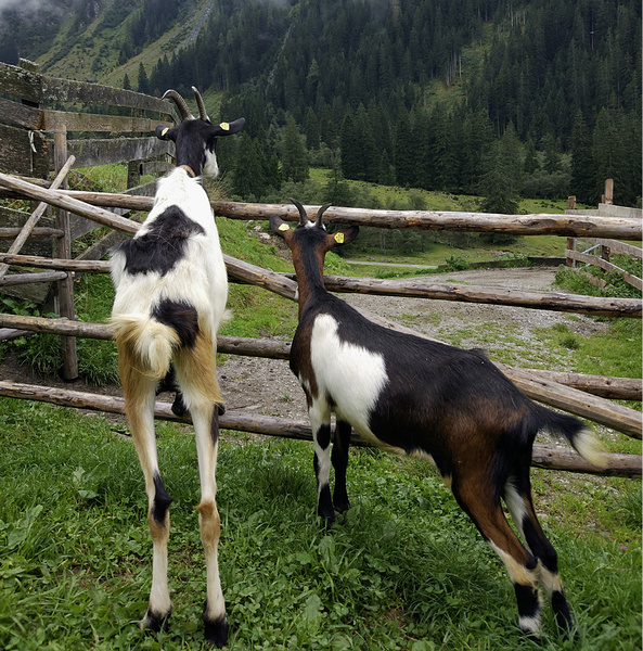 В горах мое сердце: как живут и работают на альпийской ферме в Австрии